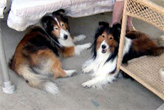 Bridge_Superman-Sheena